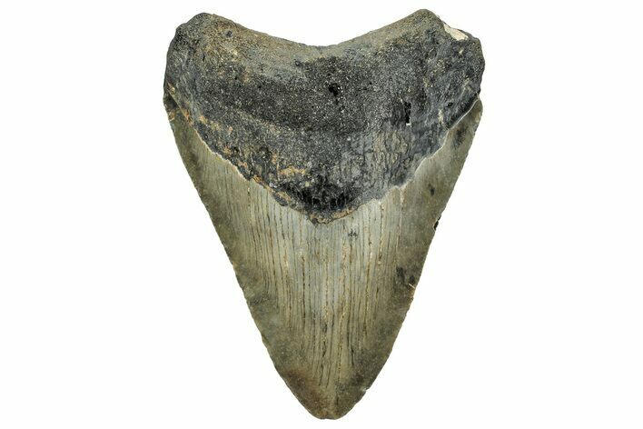 Fossil Megalodon Tooth - North Carolina #328259